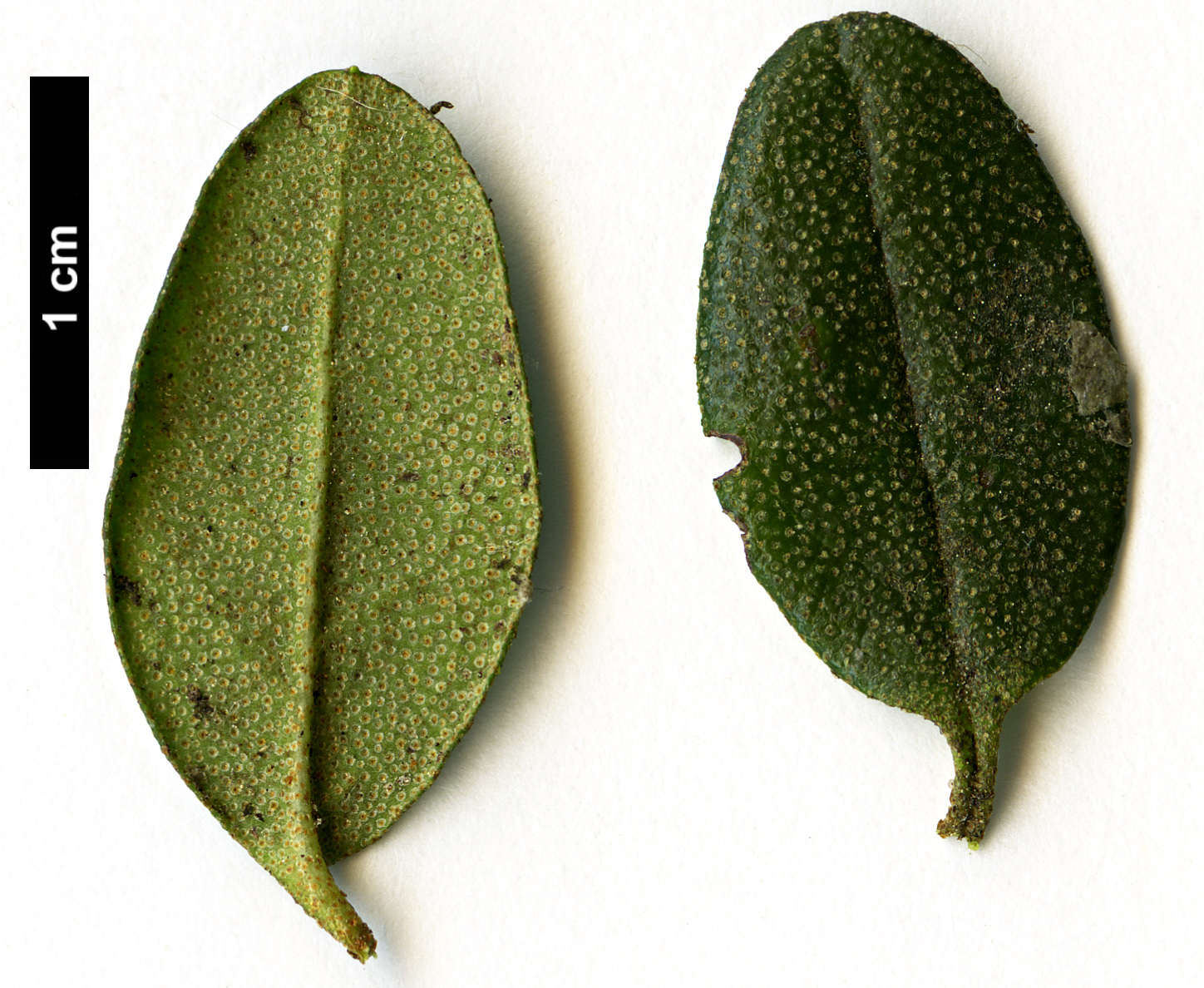 High resolution image: Family: Ericaceae - Genus: Rhododendron - Taxon: hippophaeoides - SpeciesSub: var hippophaeoides High resolution image: Family: Ericaceae - Genus: Rhododendron - Taxon: hippophaeoides - SpeciesSub: var hippophaeoides